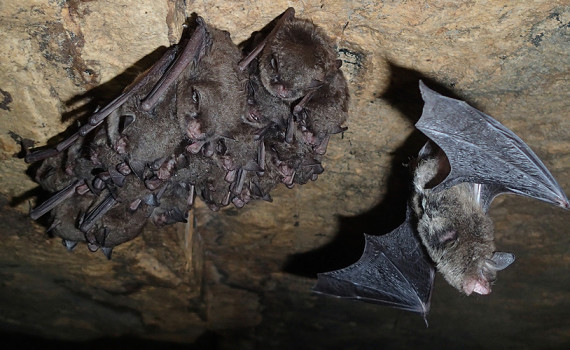 Uncategorized – Illinois Bat Conservation Program