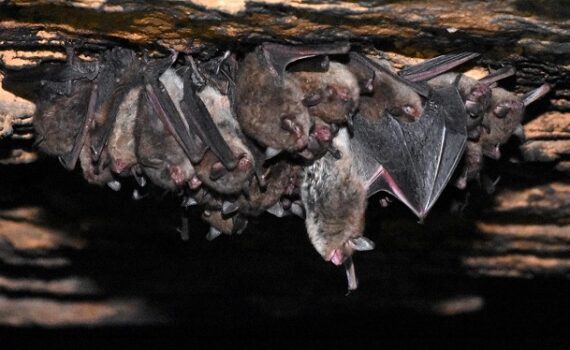 Winter Surveys – Illinois Bat Conservation Program